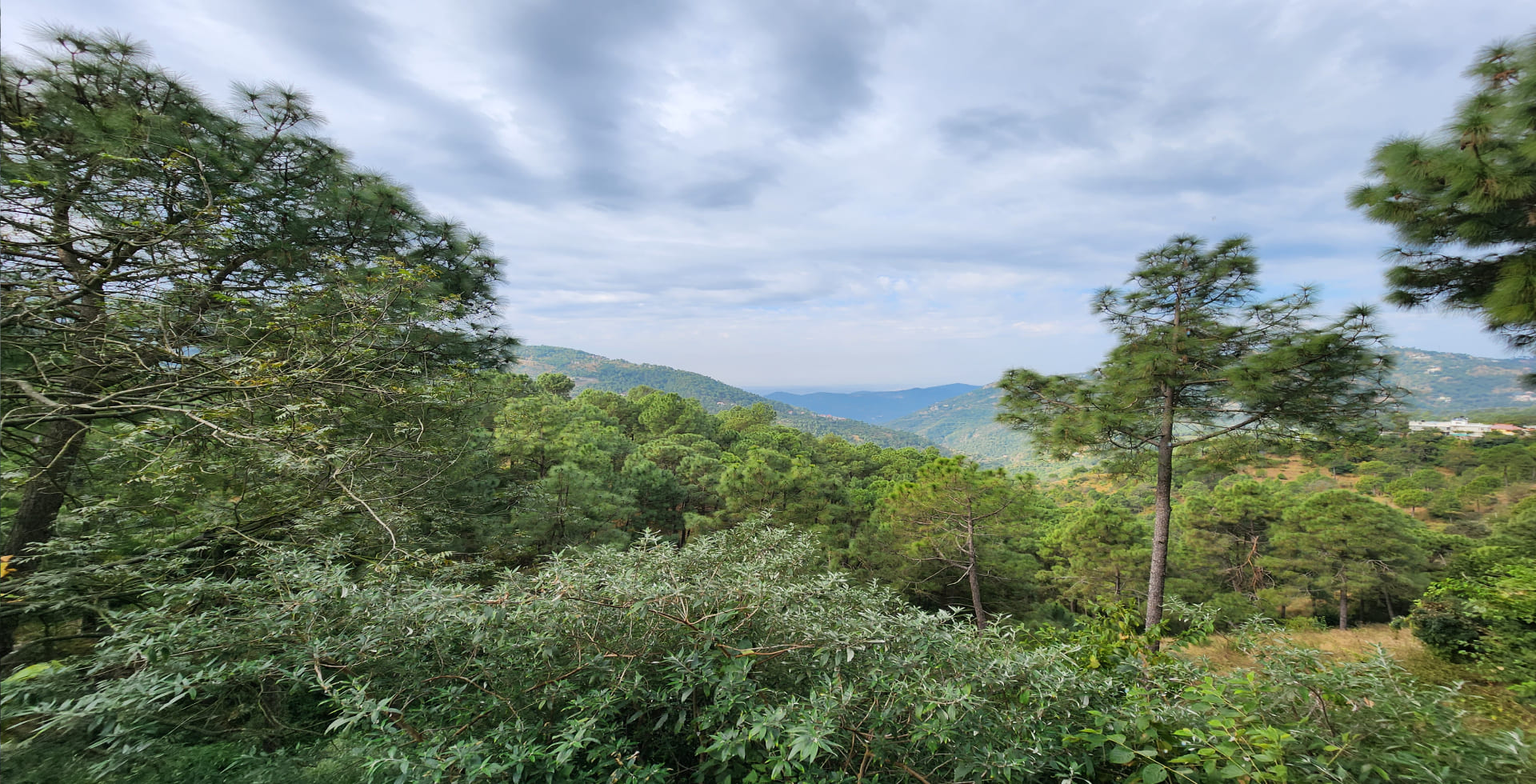 budget resorts in kasauli for family